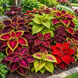 Coleus Seeds – Rainbow Mix | Multicolour Foliage Plant | WINTER / SUMMER